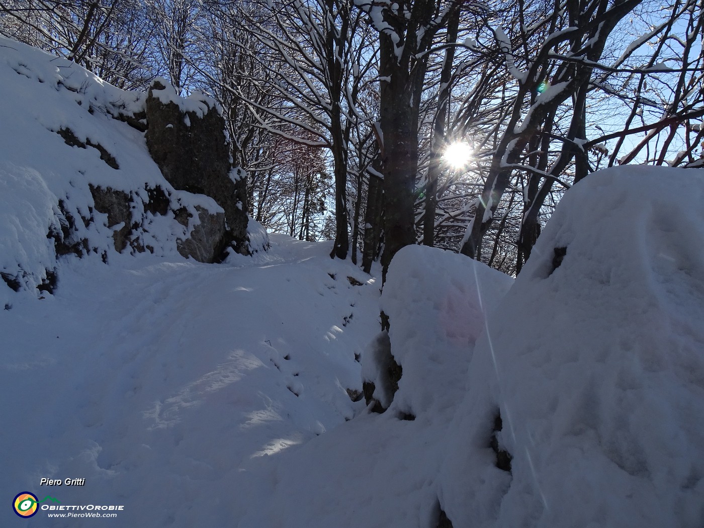 34 Splende il sole, ma fa freddo e la neve non si stacca dalle piante, se non scosse  da noi.JPG